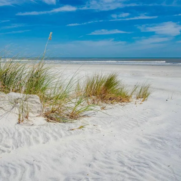 Beach Grass at the beach in St Augustine South