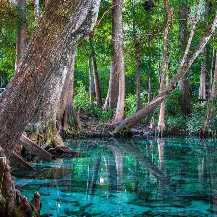 The Springs at Green Cove Springs Florida