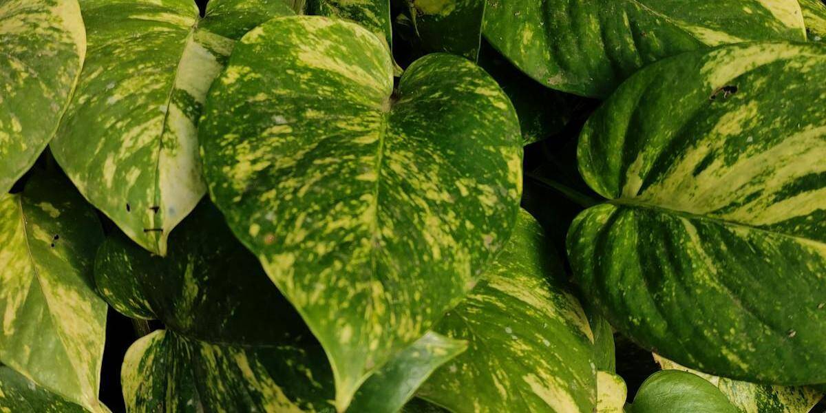 Water Damage IT Services