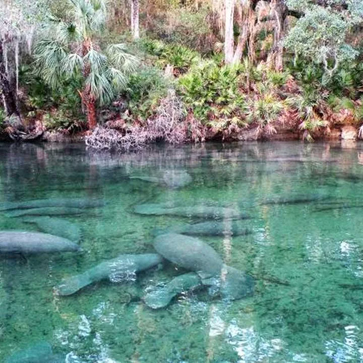 Blue Spring Manatees in Orange City Florida